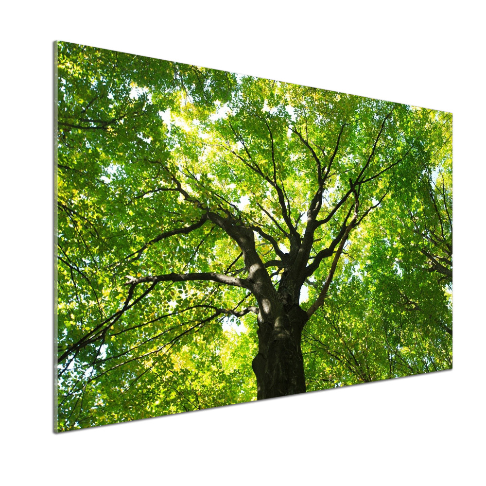 Cooker splashback Green Forest