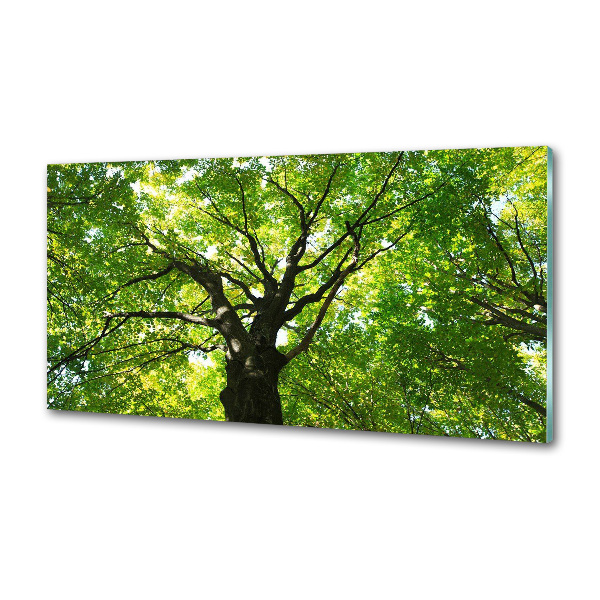 Cooker splashback Green Forest