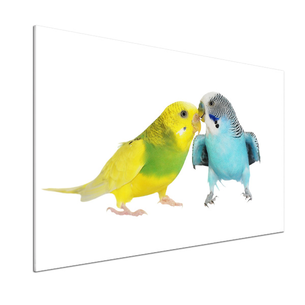 Glass splashback Faded parakeets