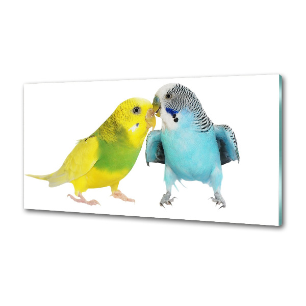 Glass splashback Faded parakeets