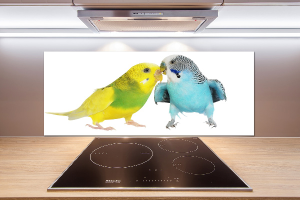 Glass splashback Faded parakeets