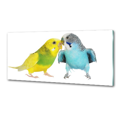 Glass splashback Faded parakeets