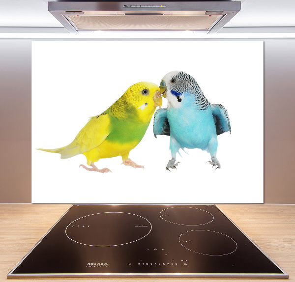 Glass splashback Faded parakeets