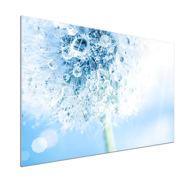 Cooker splashback Dandelion