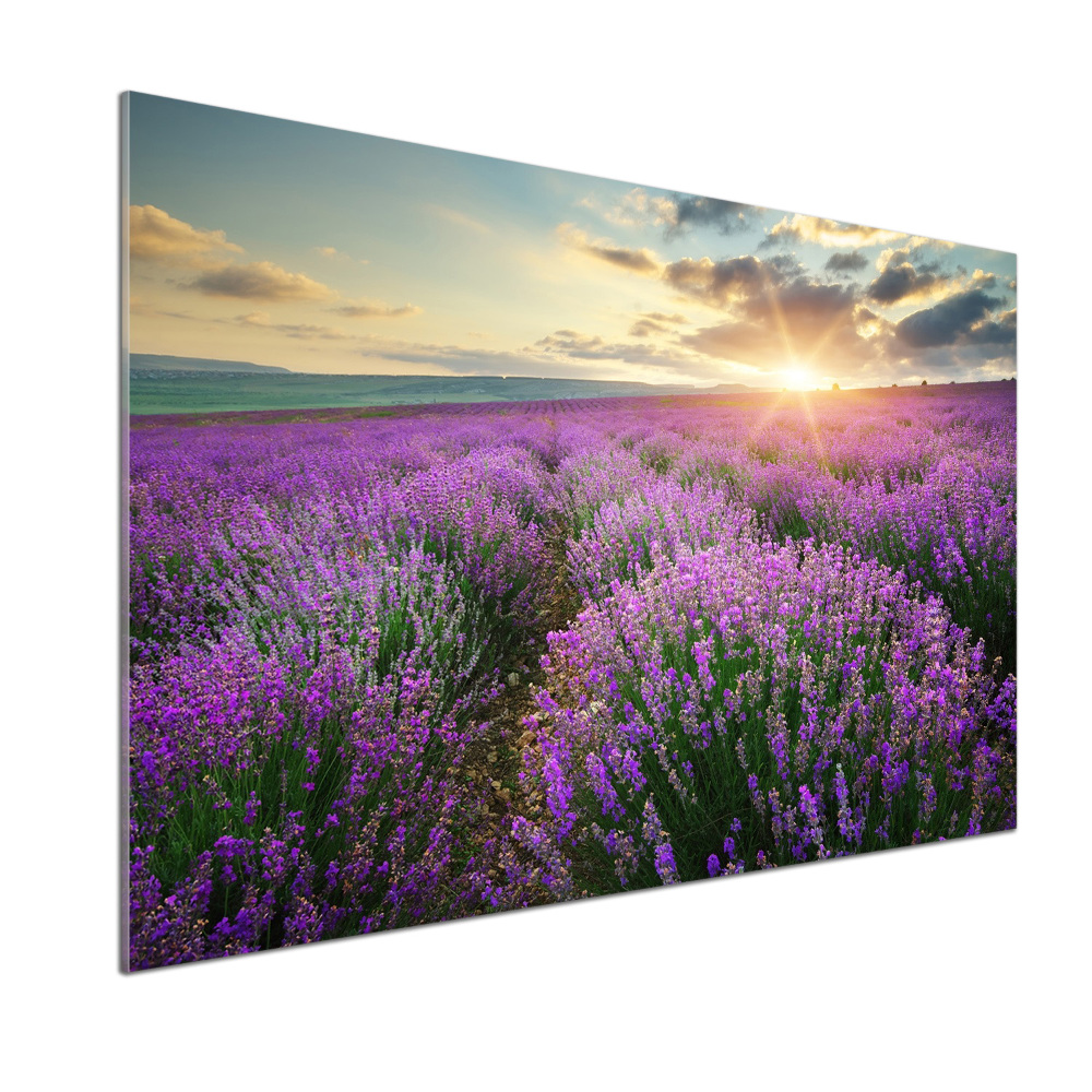 Cooker splashback Lavender field