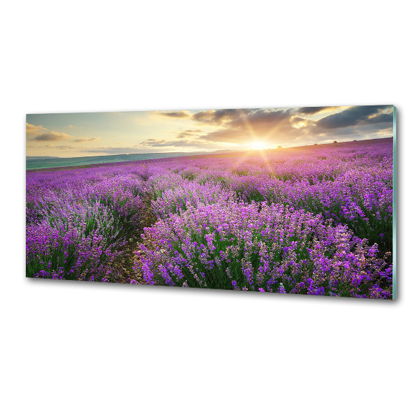 Cooker splashback Lavender field