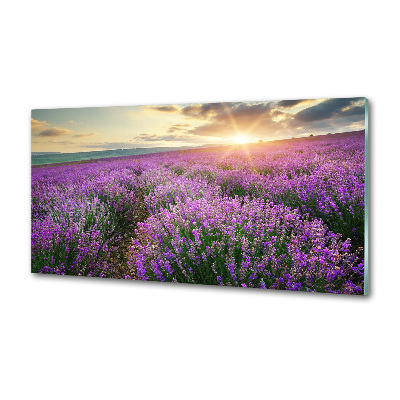 Cooker splashback Lavender field