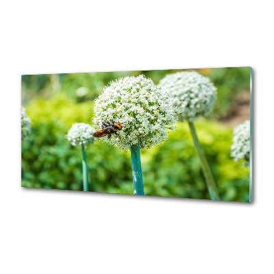 Kitchen splashback Flowering garlic