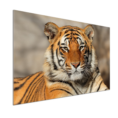 Cooker splashback Bengal tiger