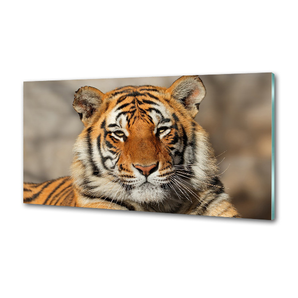 Cooker splashback Bengal tiger