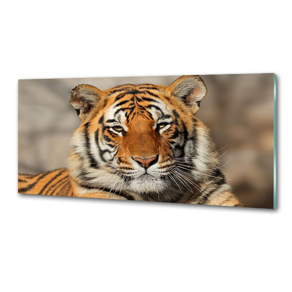 Cooker splashback Bengal tiger