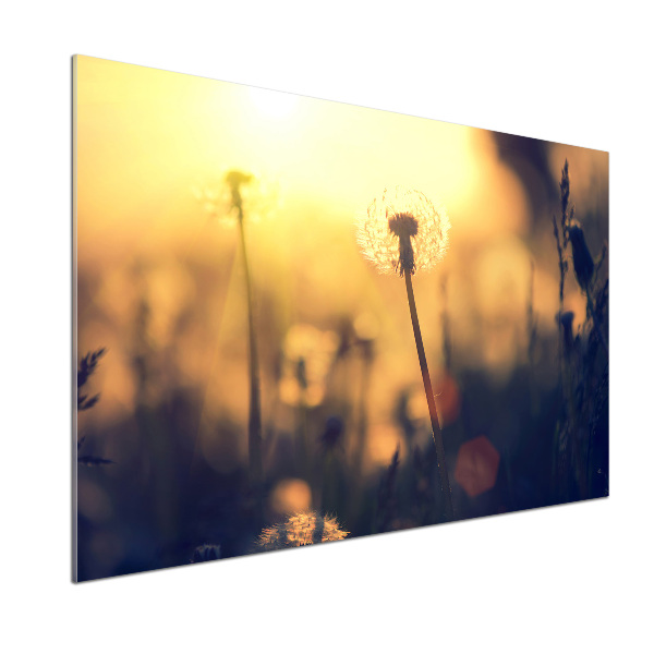 Kitchen splashback Dandelion