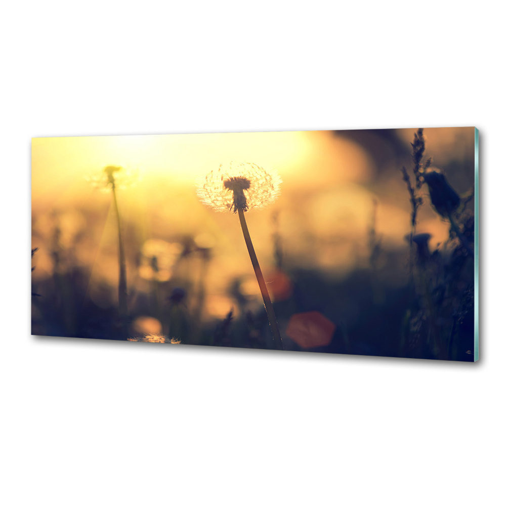 Kitchen splashback Dandelion