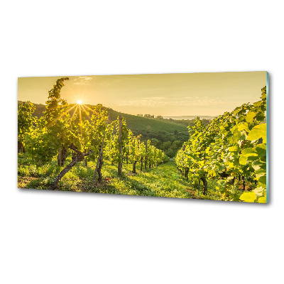 Cooker splashback Vineyard