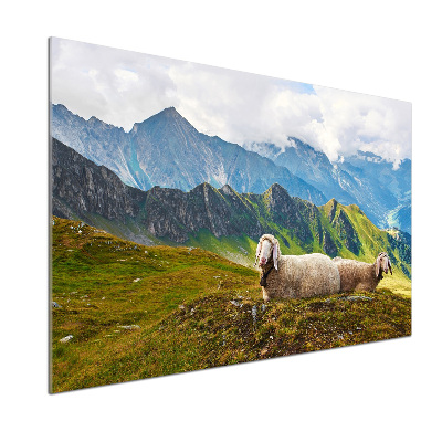 Cooker splashback Sheep in the Alps