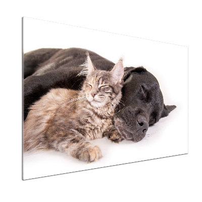 Cooker splashback Dog with a cat