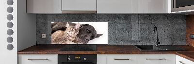 Cooker splashback Dog with a cat