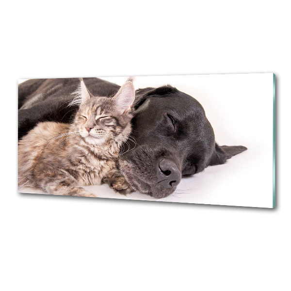 Cooker splashback Dog with a cat