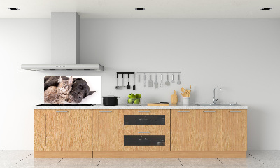 Cooker splashback Dog with a cat