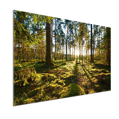 Kitchen splashback a pine forest