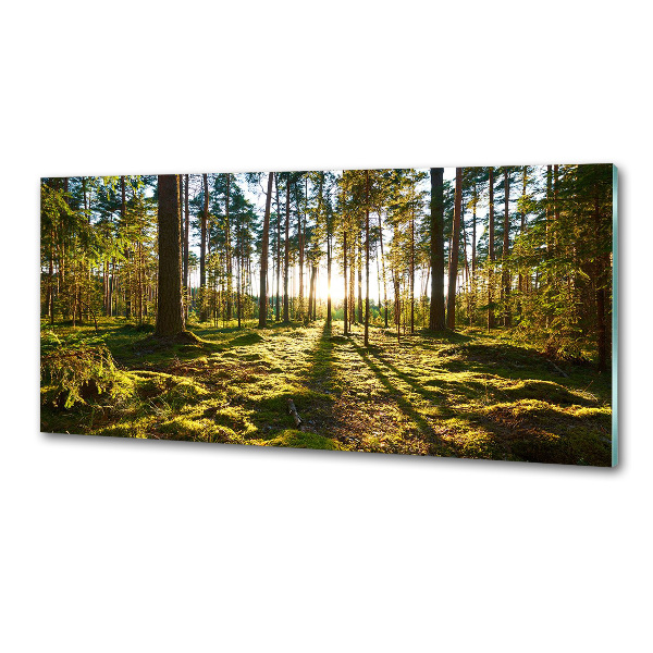 Kitchen splashback a pine forest