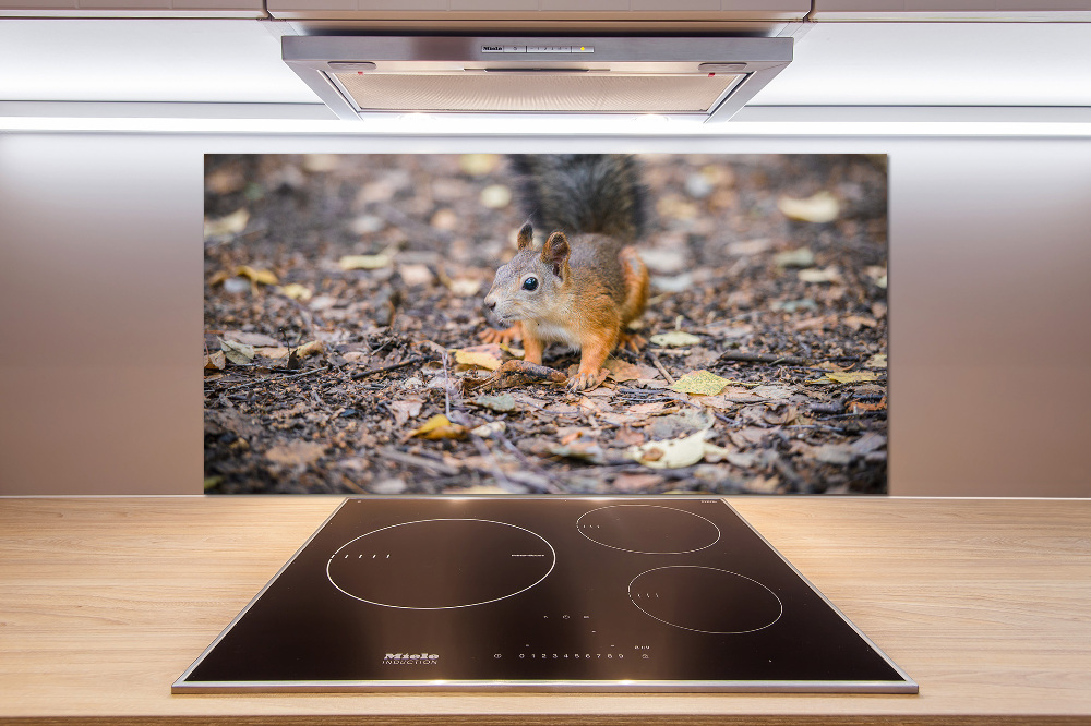 Cooker splashback Squirrel