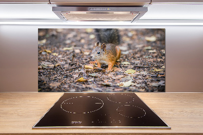 Cooker splashback Squirrel