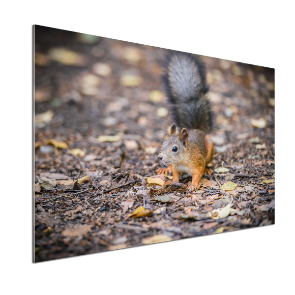 Cooker splashback Squirrel