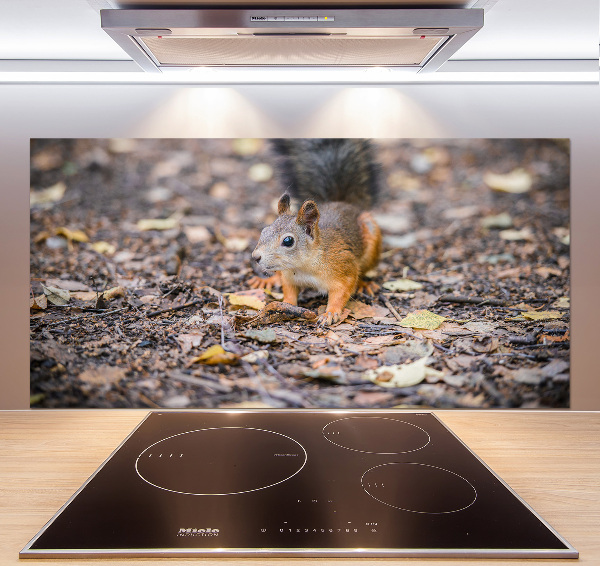 Cooker splashback Squirrel