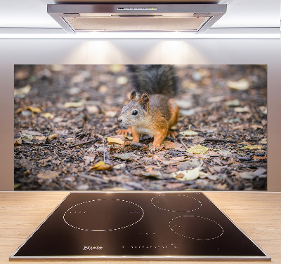 Cooker splashback Squirrel