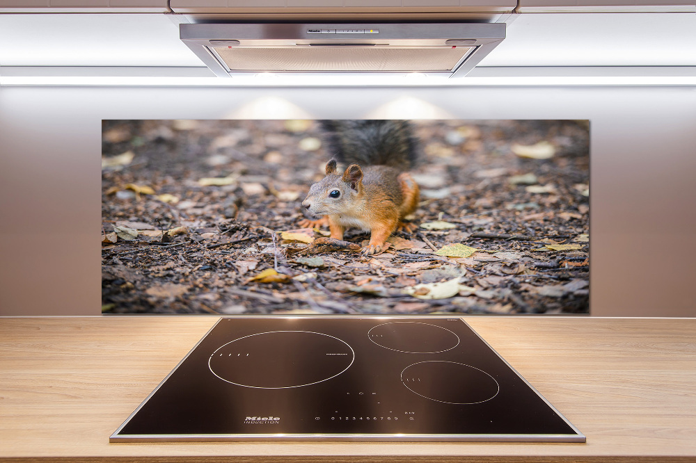 Cooker splashback Squirrel