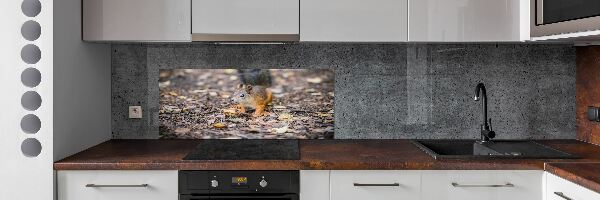 Cooker splashback Squirrel