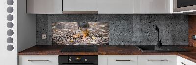 Cooker splashback Squirrel