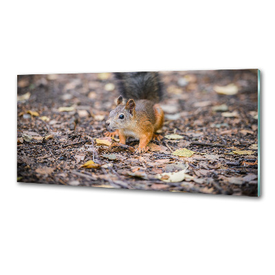 Cooker splashback Squirrel