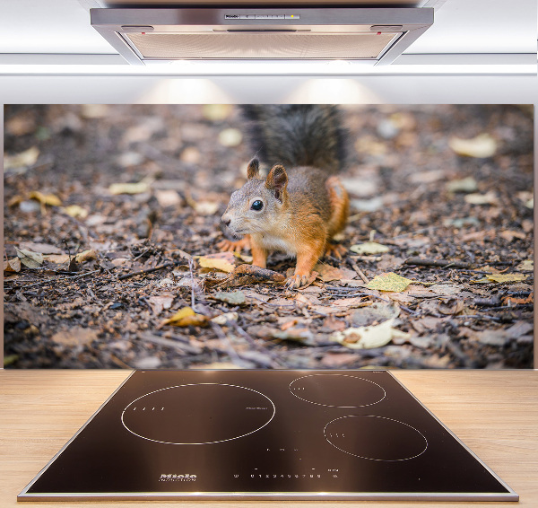 Cooker splashback Squirrel