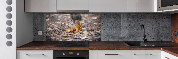 Cooker splashback Squirrel