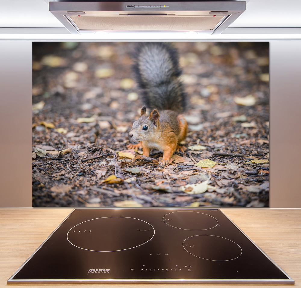 Cooker splashback Squirrel