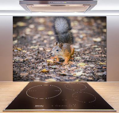 Cooker splashback Squirrel