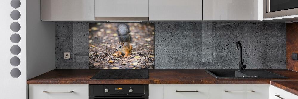 Cooker splashback Squirrel