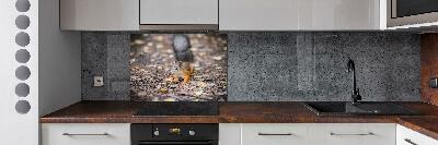 Cooker splashback Squirrel