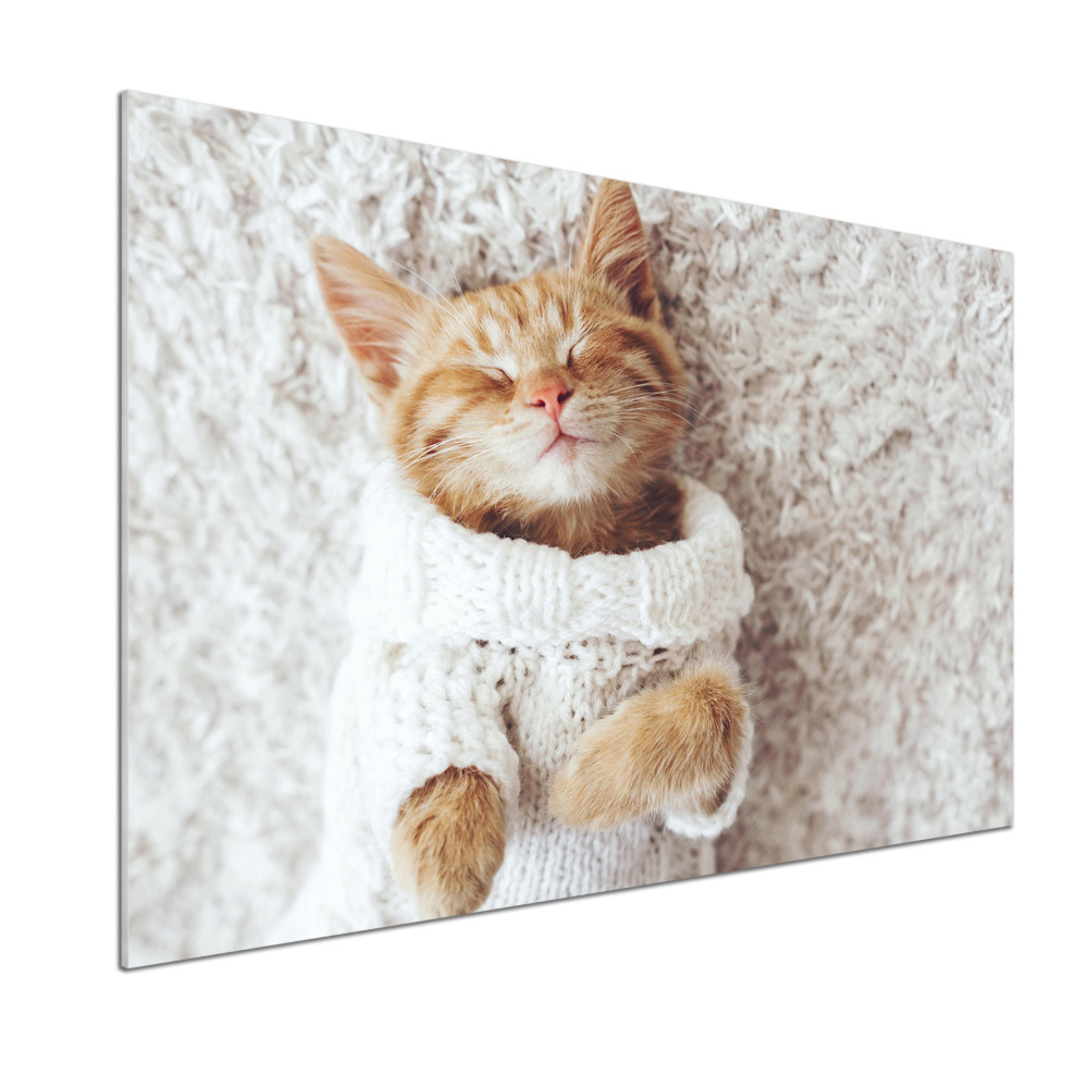 Glass splashback A kitten in a sweater