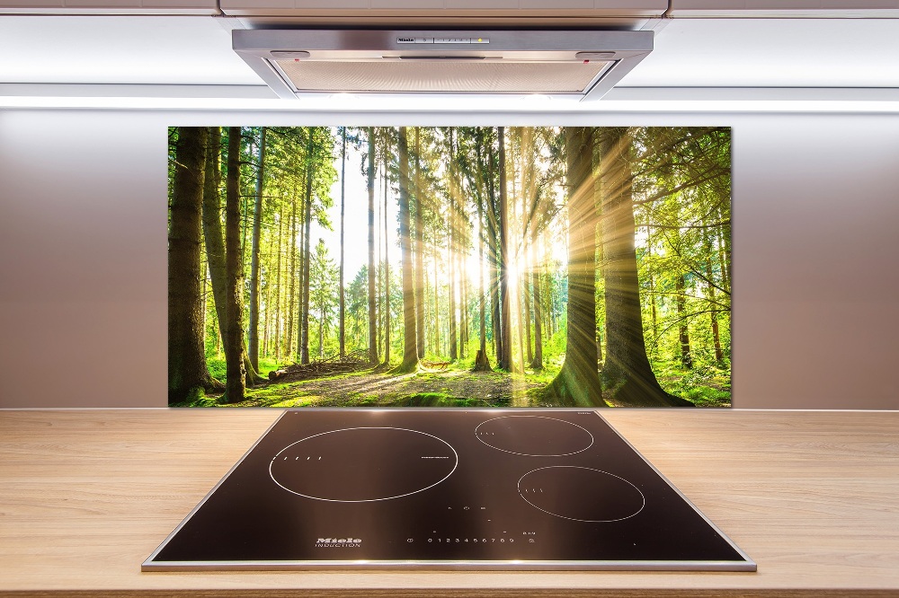 Cooker splashback Forest in the sun