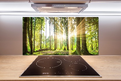 Cooker splashback Forest in the sun