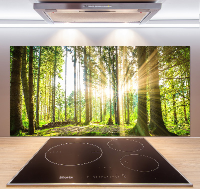 Cooker splashback Forest in the sun