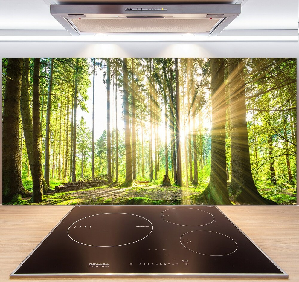 Cooker splashback Forest in the sun