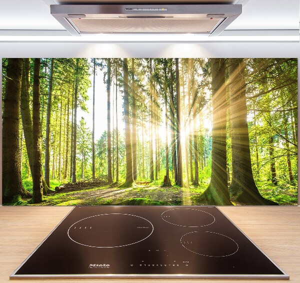 Cooker splashback Forest in the sun