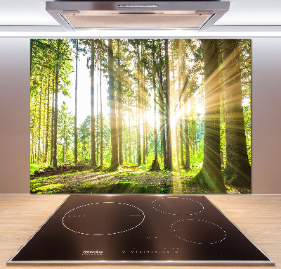 Cooker splashback Forest in the sun