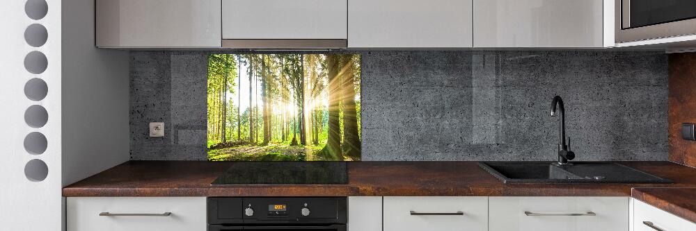 Cooker splashback Forest in the sun