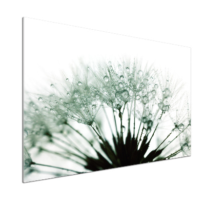 Hob splashback Dandelion seeds