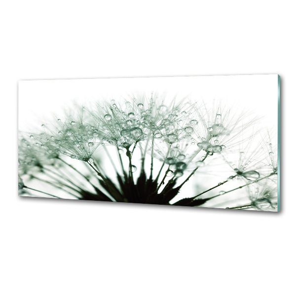 Hob splashback Dandelion seeds